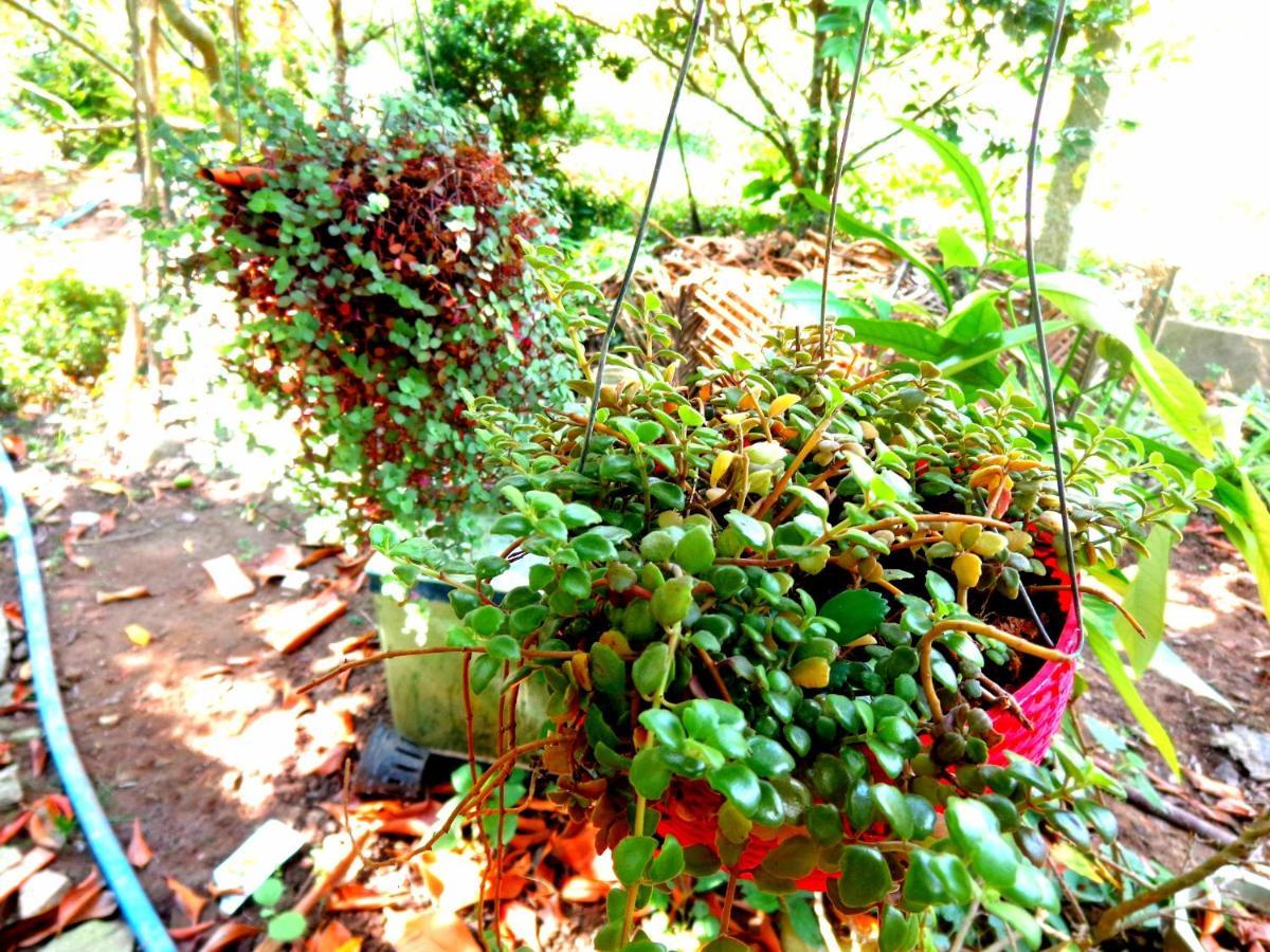 Coco Happy Farm Villa Ben Tre Dış mekan fotoğraf